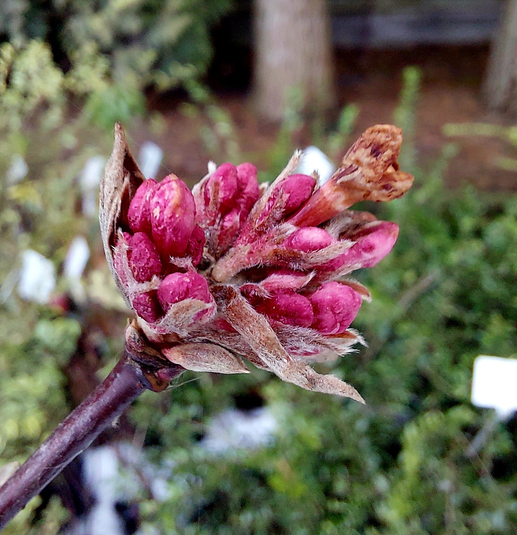 co kwitnie zimą rośliny kwitnące zimą zimowe kwiaty rosliny kwitnace zima rośliny kwitnące zimą