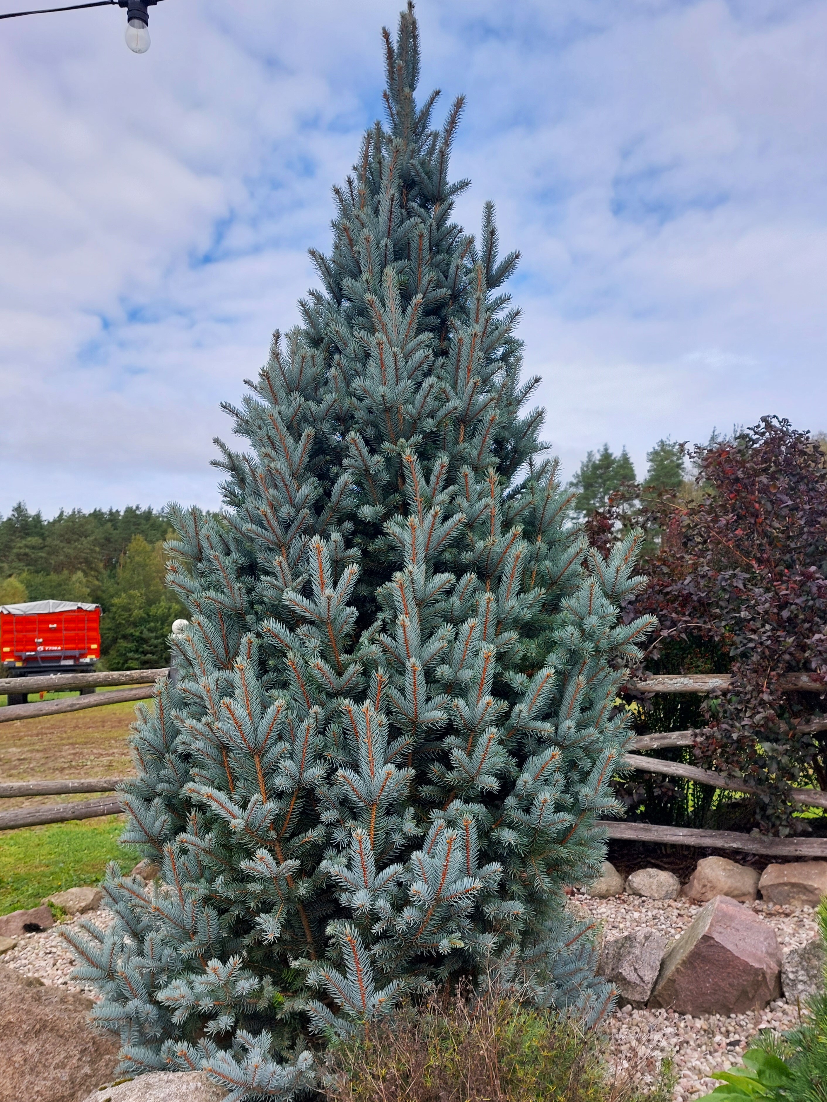 co zrobić z choinką po świętach co zrobić z choinką po świętach